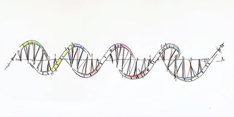 Epigenetische Uhren: Können wir das Altern umkehren?