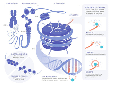 Epigenetik: Definition und Einflüsse - LIFETIME Longevity & Health