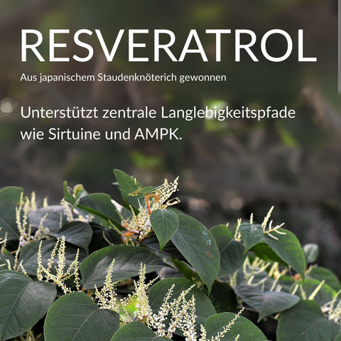 Trans-Resveratrol Kapseln